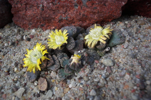 titanopsis calcarea